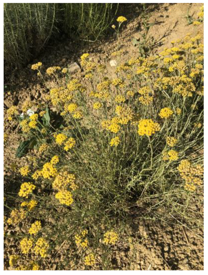 Aspalathus blomsterfrø til udplantning, 100 stk