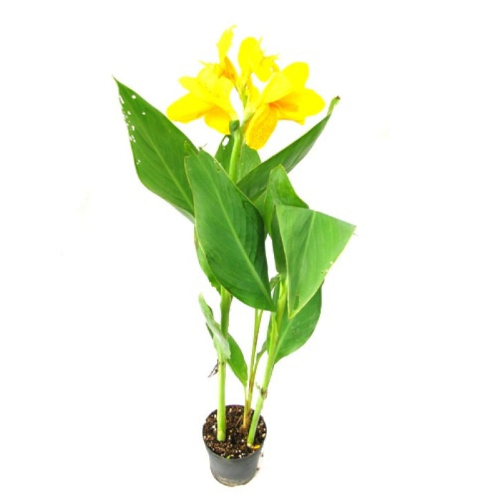 Yellow Flower Pot Plant Seeds for Planting - 100 pcs