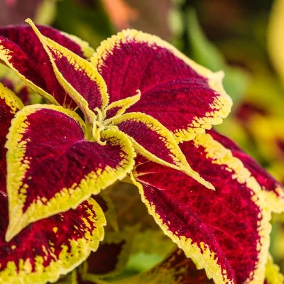 Red Yellow Coleus Plant Seeds for Planting – Heirloom, Non-GMO, High Germination Colorful Foliage Garden Seeds