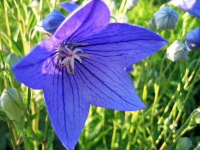 blue balloon flower seeds