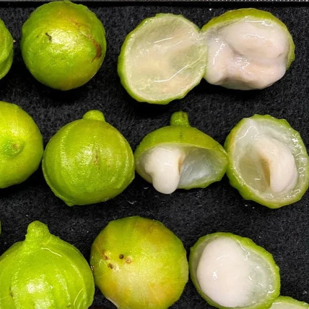 Plinia phitrantha “White Jabuticaba” Fruit Seeds for Planting