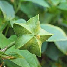Plukenetia Seeds