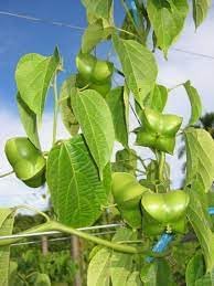 Plukenetia Seeds