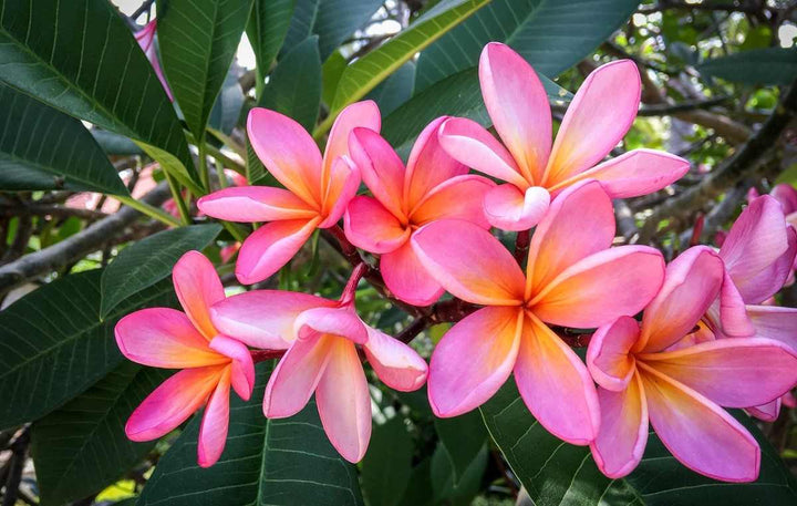 Pink Frangipani blomsterfrø til plantning – 100 stk