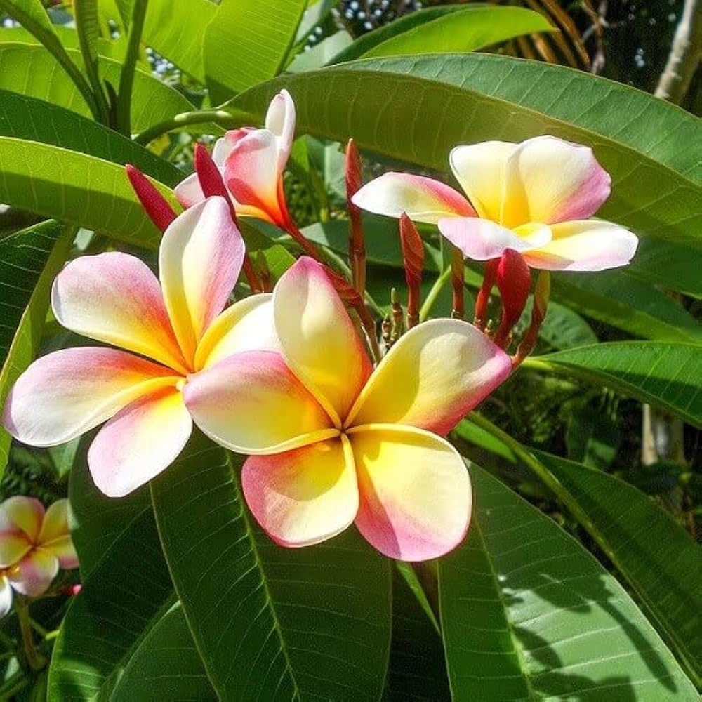 plumeria mix flower seeds