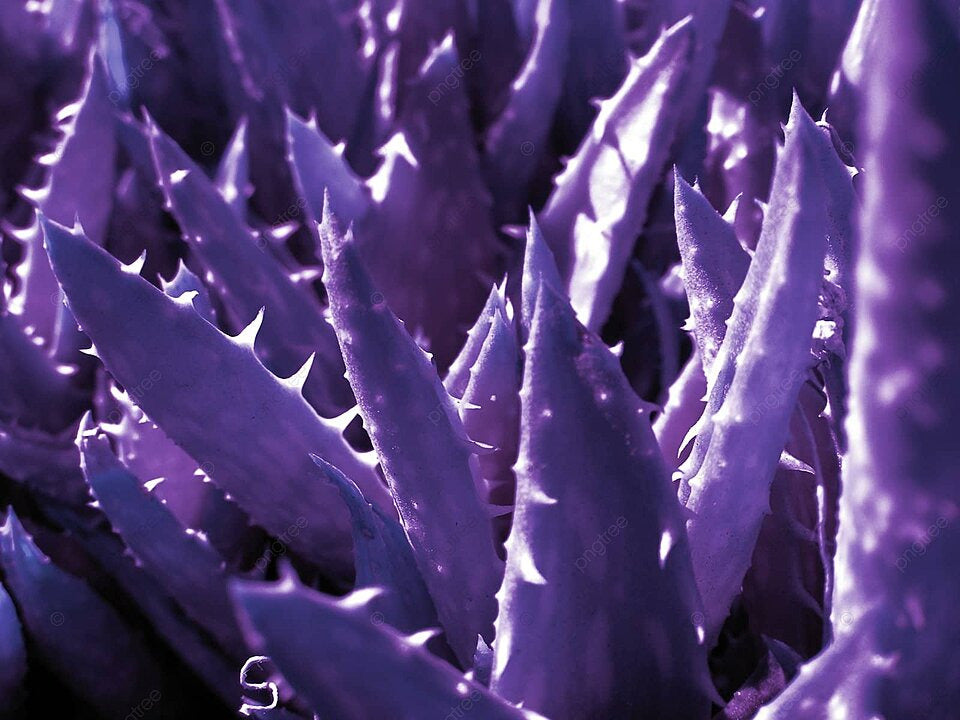 Aloe Vera Plant Seeds for Planting Dark Violet White 100 pcs