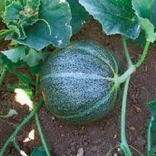 Pocket Melon Fruit Seed Pack for Planting | Heirloom Non-GMO Organic Garden Seeds for Small Sweet Melons