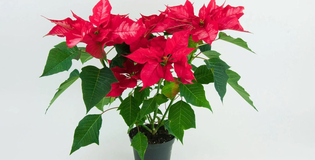 poinsettia euphorbia flower seeds