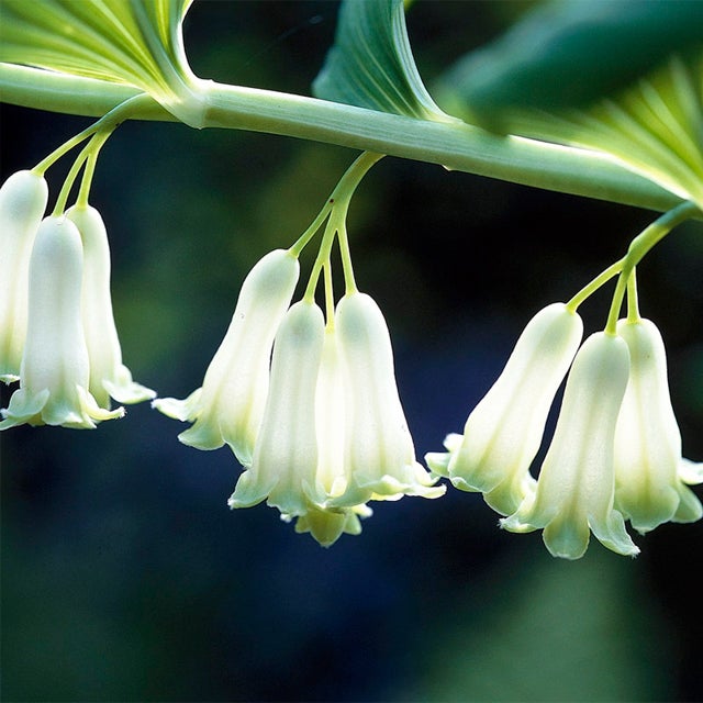 polygonatum canaliculatum flower seeds