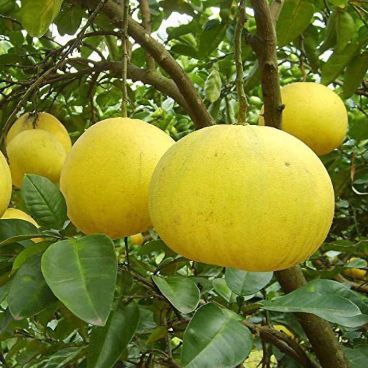 Pomelo Fruit Seeds for Gardening