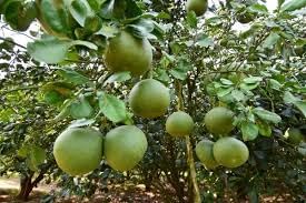 Pomelo Fruit Seeds for Planting
