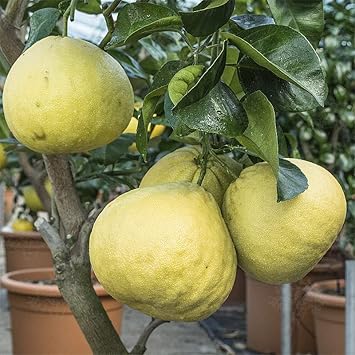 Pomelo Fruit Seeds for Planting