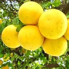 Pomelo or Lemon Yellow Orange Fruit Seeds