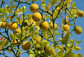 Poncirus trifoliata (Bitter Orange) Fruit Seeds for Planting