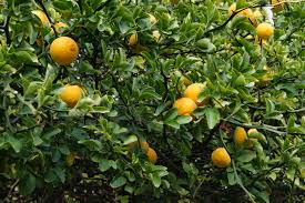 Poncirus trifoliata (Bitter Orange) Fruit Seeds for Planting