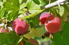Poorman Red Gooseberry Tree Seeds for Planting