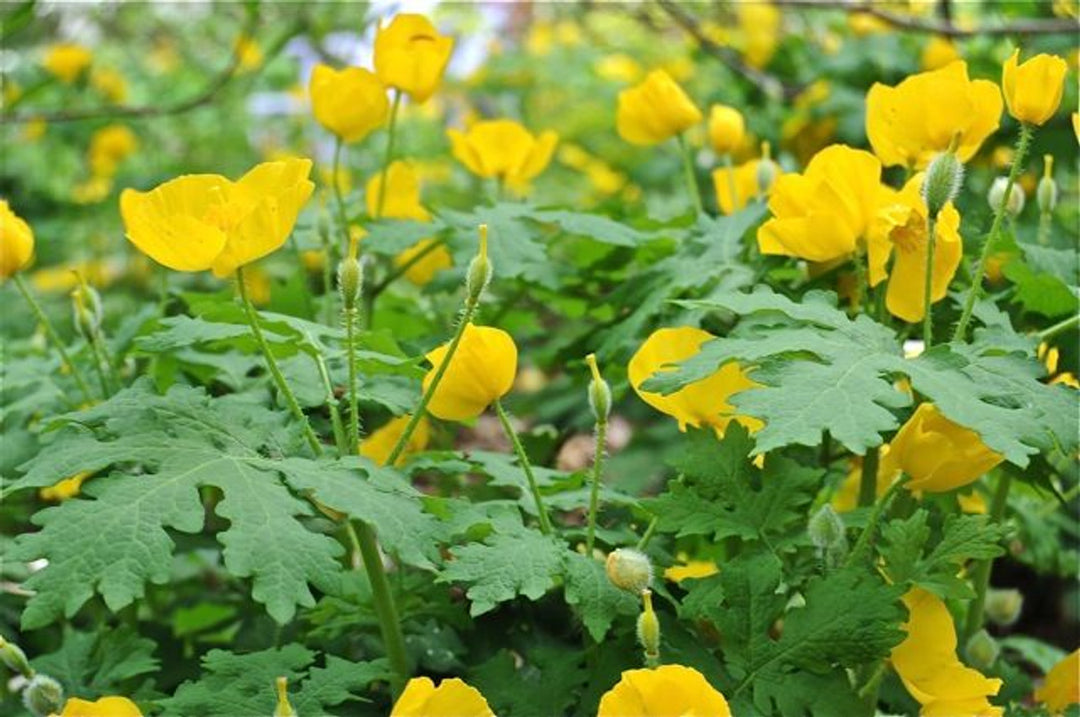 Heirloom Non-GMO Stylophorum Lasiocarpum Flower Seeds – Vibrant Wild Blooms for Garden Planting