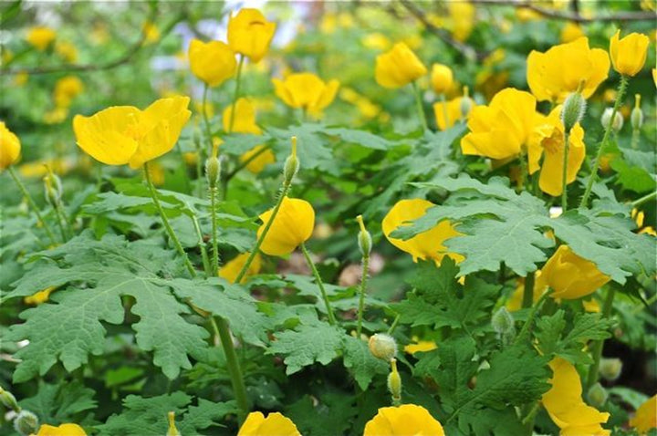 Heirloom Non-GMO Stylophorum Lasiocarpum Flower Seeds – Vibrant Wild Blooms for Garden Planting