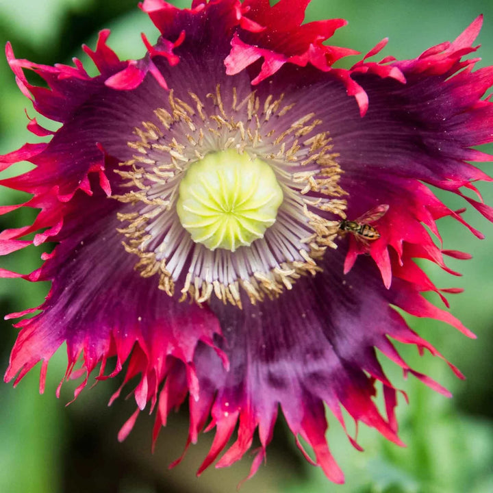 Drama Queen Poppies Flower Seeds for Planting 100 pcs