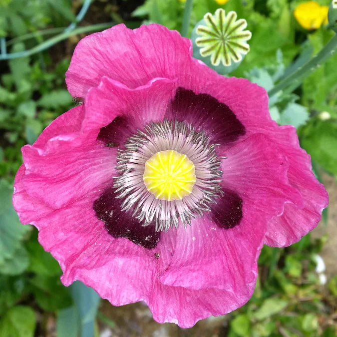 pepperbox flower flower seeds