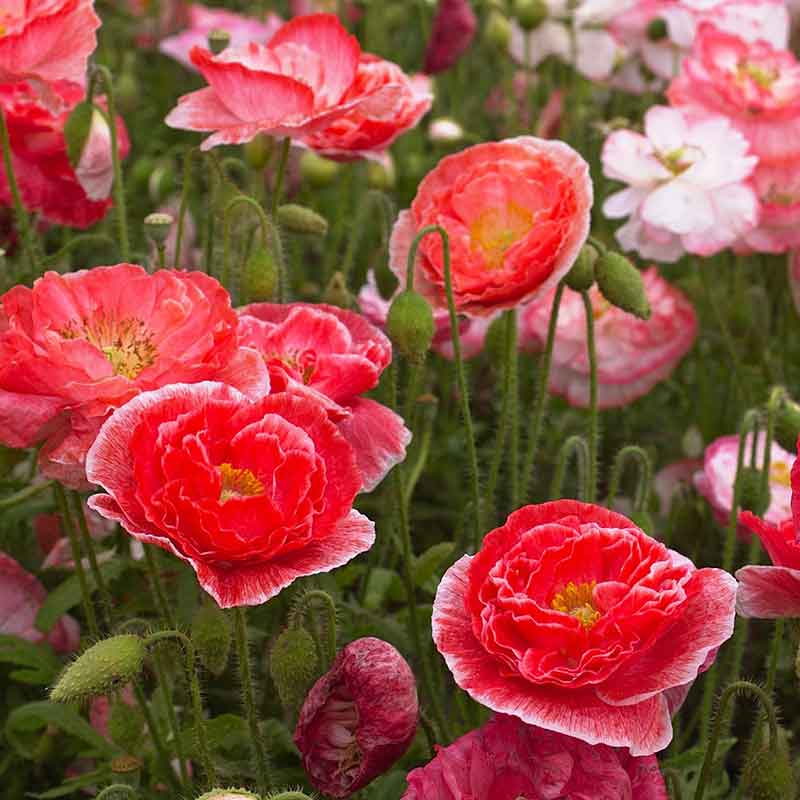 shirley double flower seeds