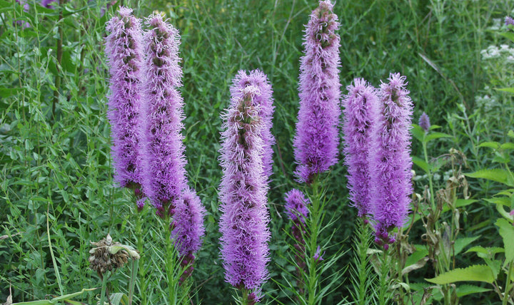 Heirloom Prachtscharte Flower Seeds, Non-GMO Blazing Star Blooms for Pollinator-Friendly Garden Planting