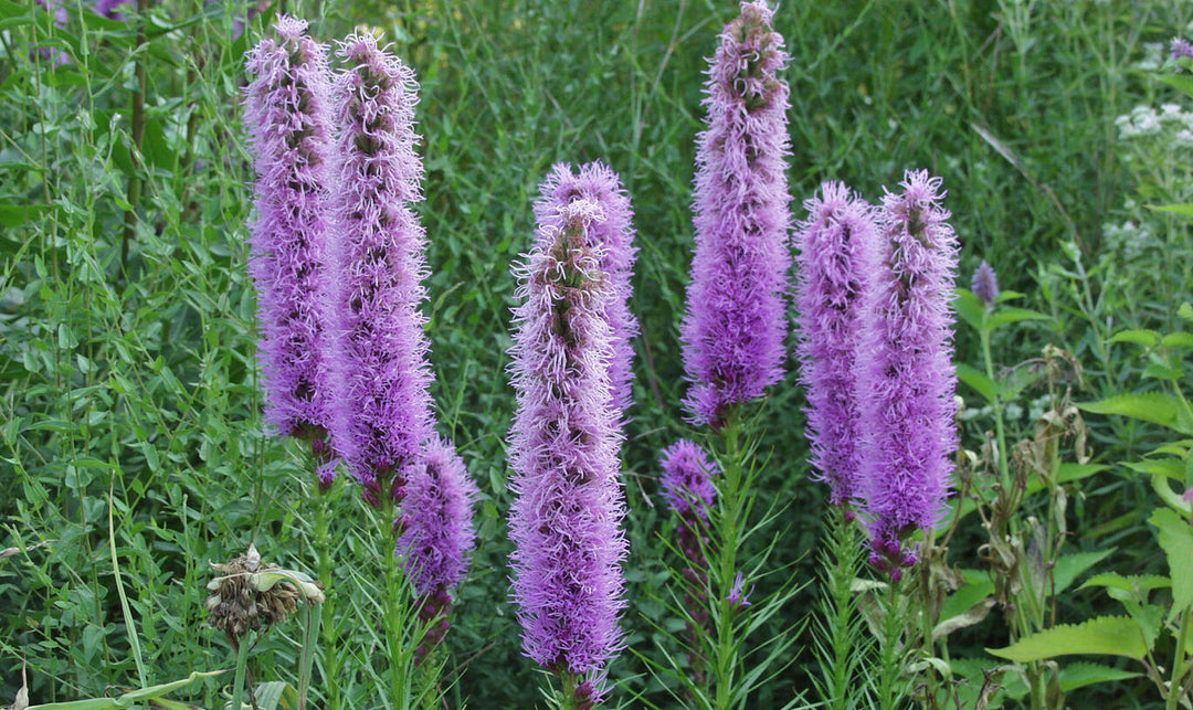 heirloom prachtscharte flower seeds