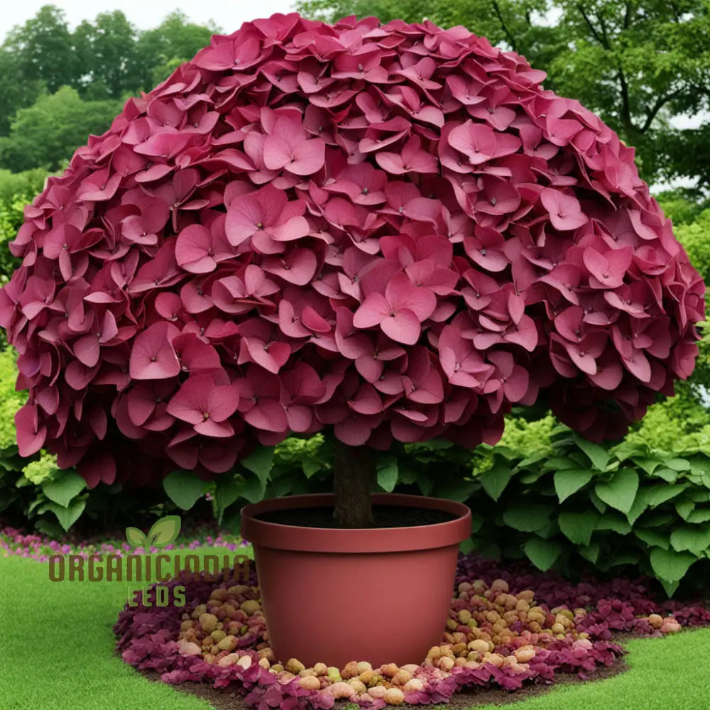 Heirloom Non-GMO Burgundy Hydrangea Flower Seeds for Planting – Vibrant Garden Blooms