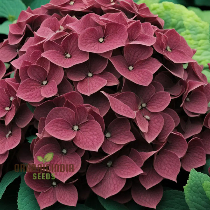 Heirloom Non-GMO Burgundy Hydrangea Flower Seeds for Planting – Vibrant Garden Blooms