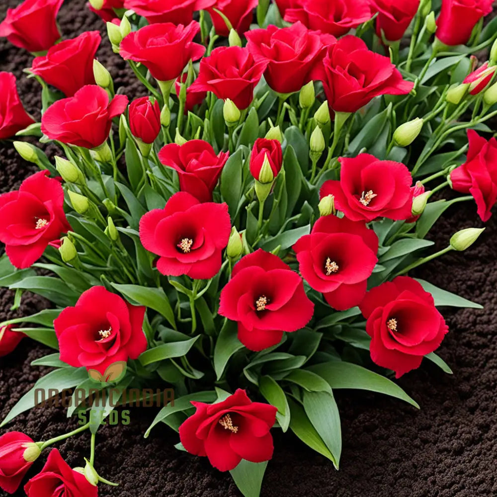 Lisianthus Red Flower Seeds for Planting - Heirloom, NON-GMO, Easy to Grow Garden Blooms