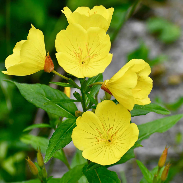 Heirloom Non-GMO Oenothera Biennis Flower Seeds for Planting – Medicinal Evening Primrose Garden Blooms
