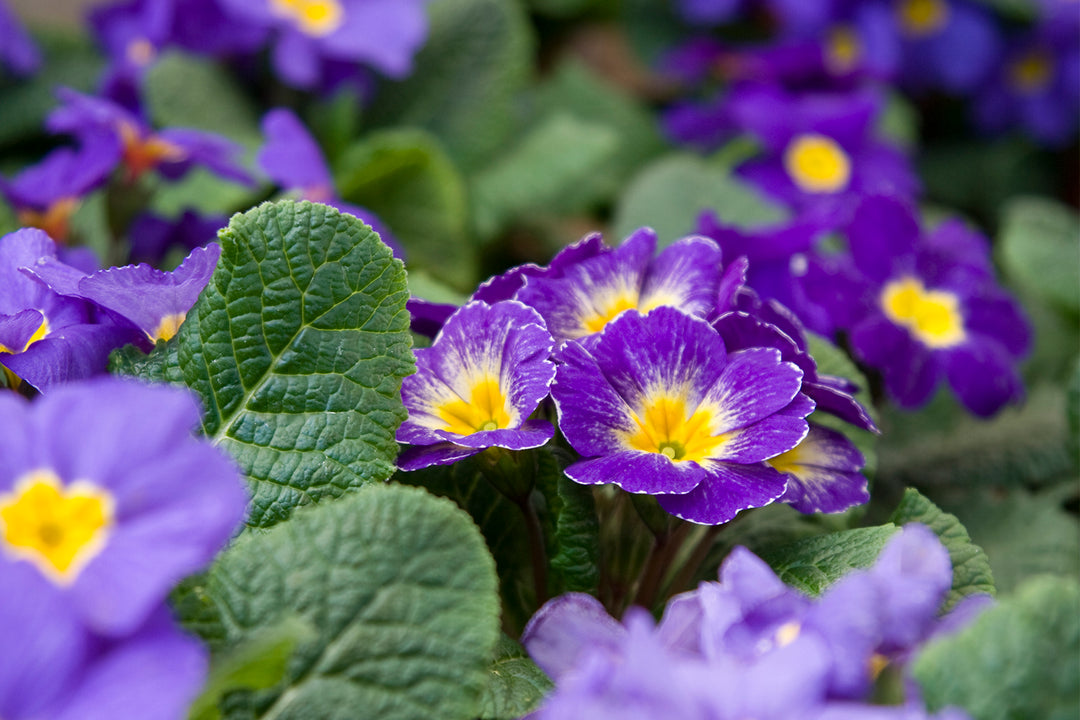 Primula Malacoides Flower Seeds for Planting – Heirloom, Non-GMO, Violet Yellow, High Germination Garden Seeds