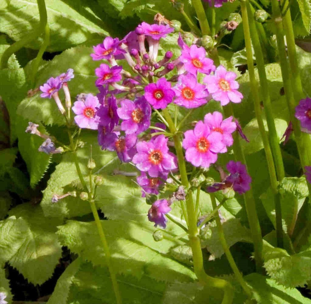 Primula Japonica Flower Seeds for Planting – Heirloom, Non-GMO, High Germination Organic Garden Seeds