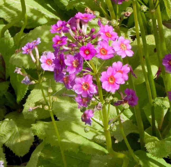 Primula Japonica Flower Seeds for Planting – Heirloom, Non-GMO, High Germination Organic Garden Seeds