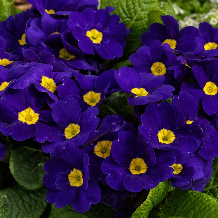 Heirloom Non-GMO Blue Cobalt Primrose Flower Seeds – Vibrant Colorful Blooms for Garden Planting