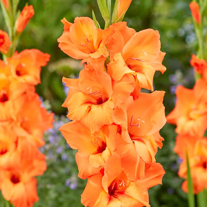 Heirloom Non-GMO Gladiolus Flower Seeds for Planting – Tall Vibrant Blooms for Cutting Gardens, High Germination