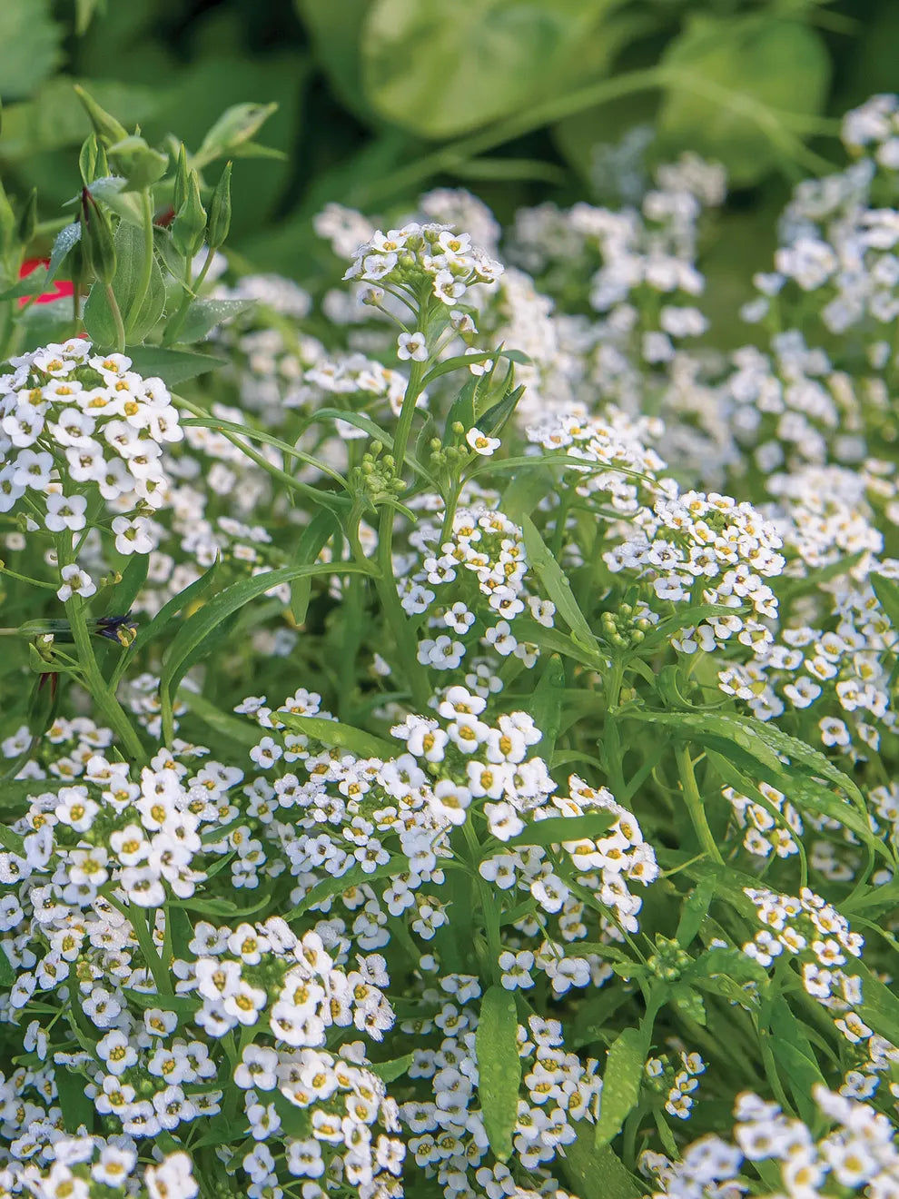 Alyssum Blomsterfrø til Plantning ,Heirloom Frø -100 stk