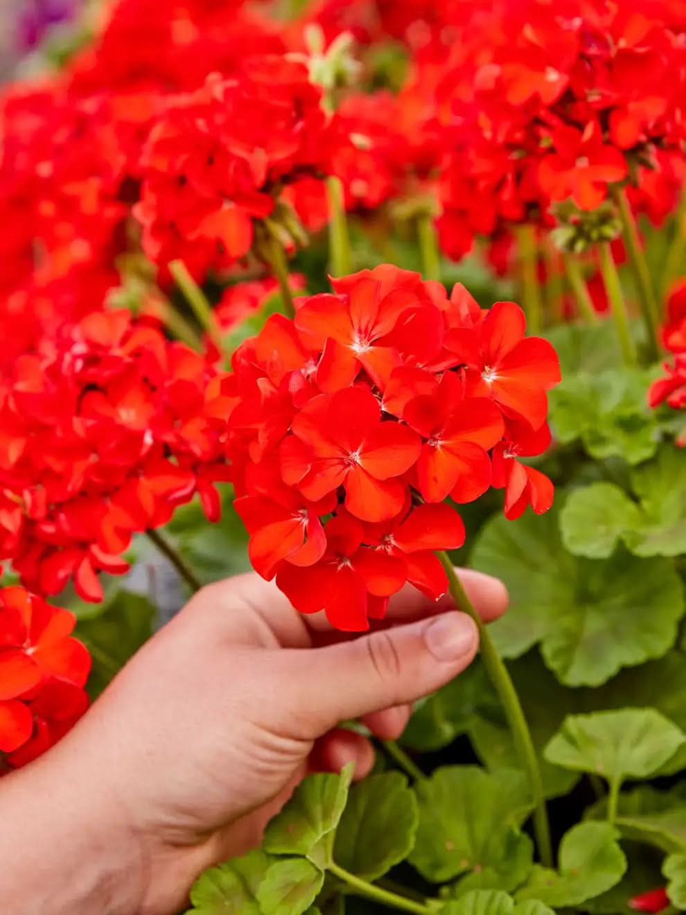 red heirloom flower seeds