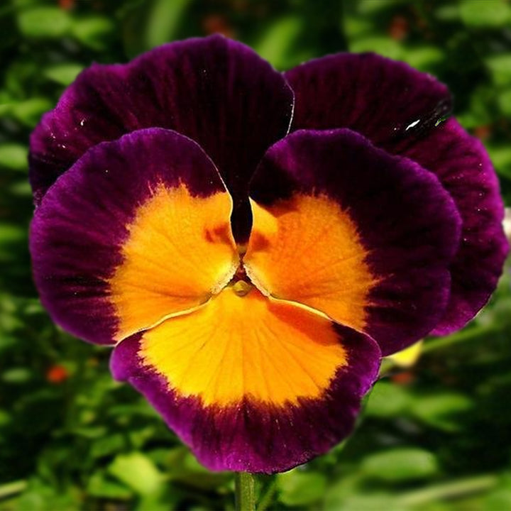 Orange Violet Stedmoderblomst Blomsterfrø til udplantning - 100 stk