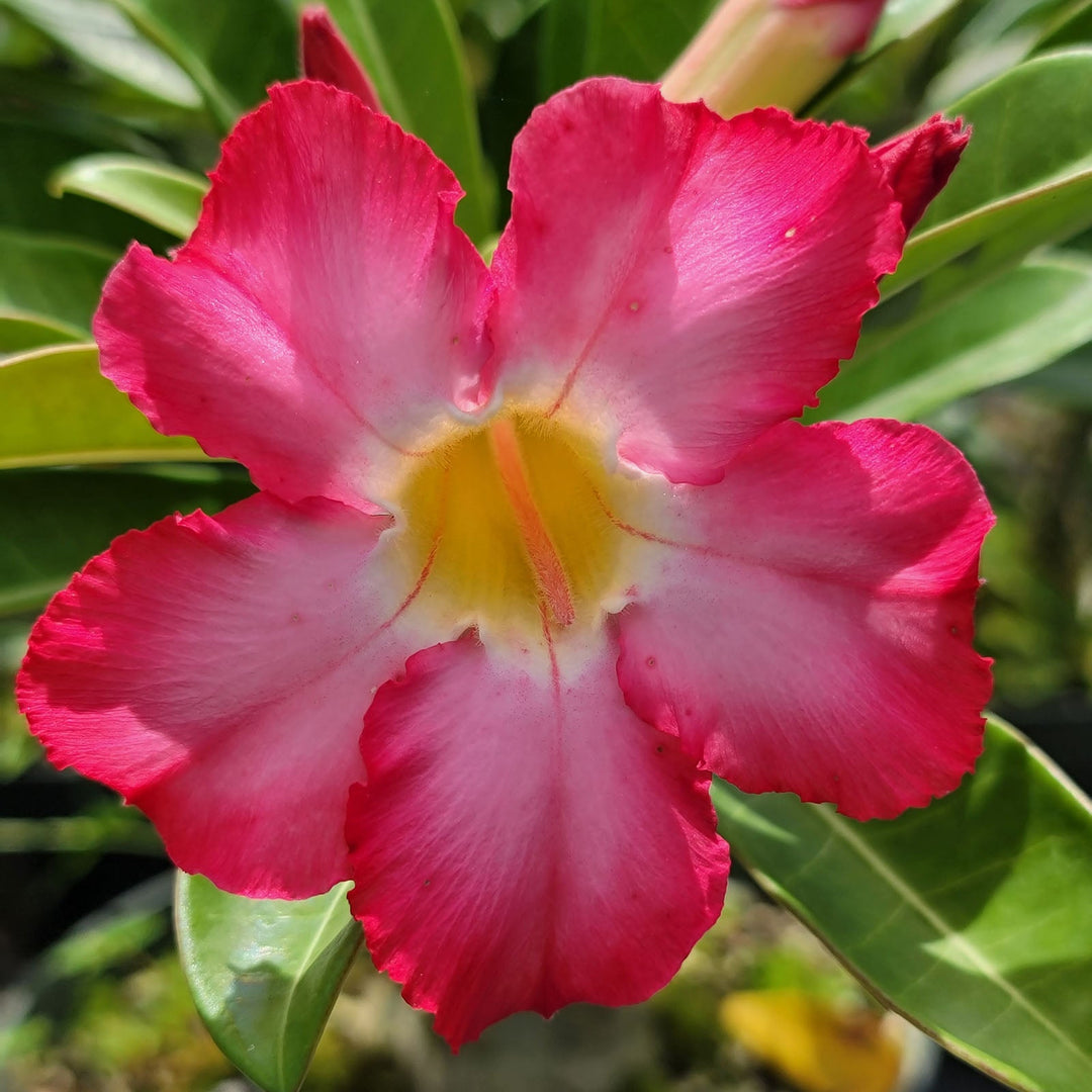 mixed desert flower seeds