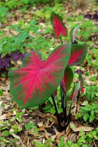 Caladium Bicolor Pale Red Flower Seeds for Planting 100 pcs