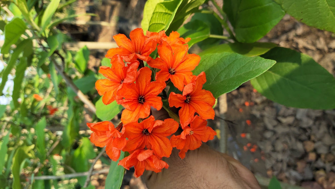 Orange Cordia Sebestena Flower Seeds for Planting - 100 pcs