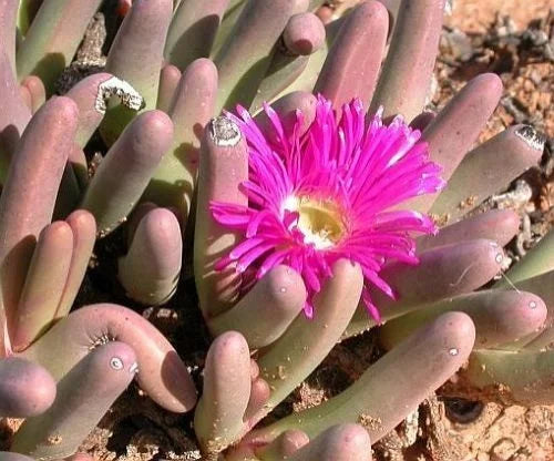 Pink Argyroderma Plant Seeds for Planting - 100 pcs