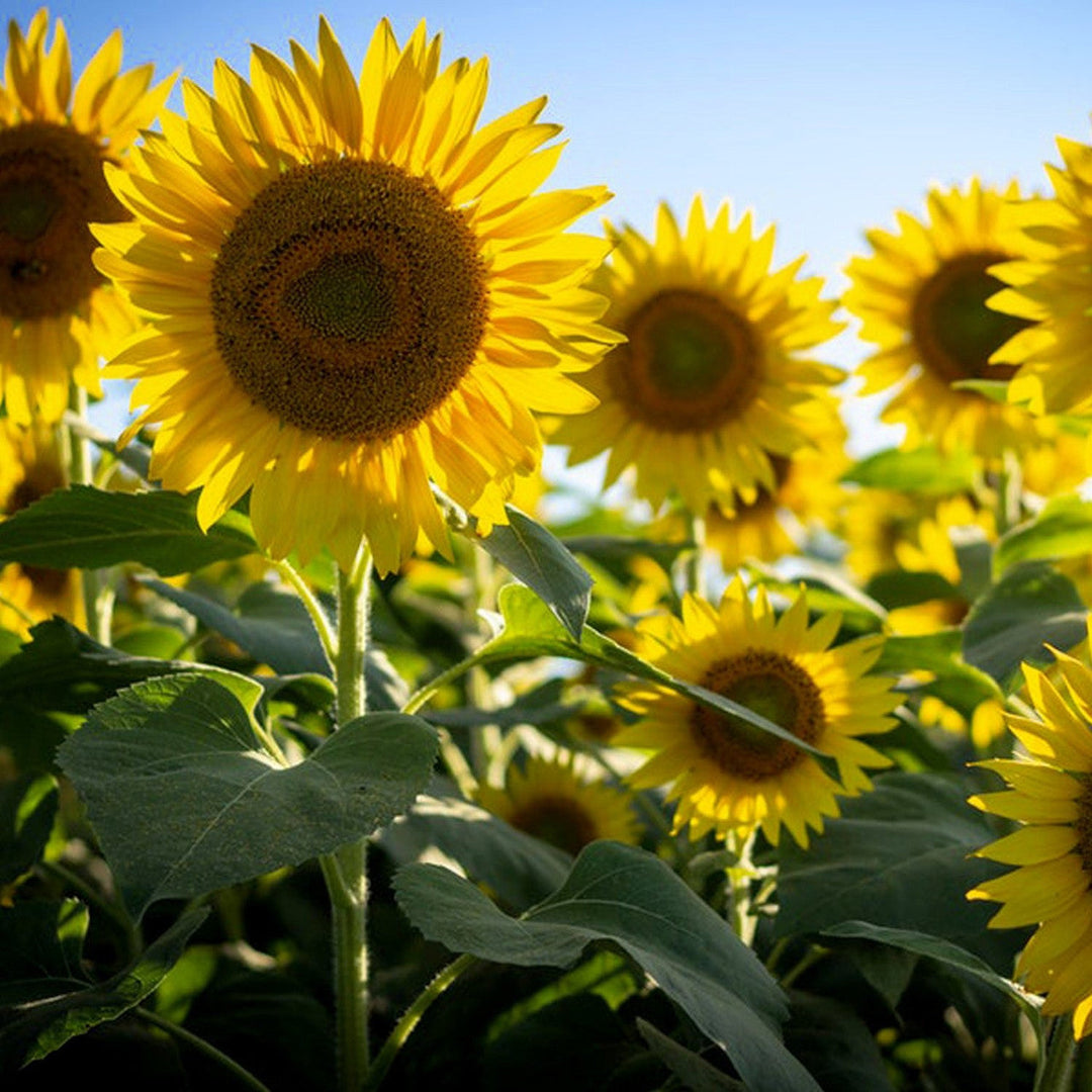 heirloom burst flower seeds