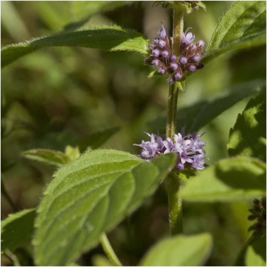 Pulegium Plant Seeds