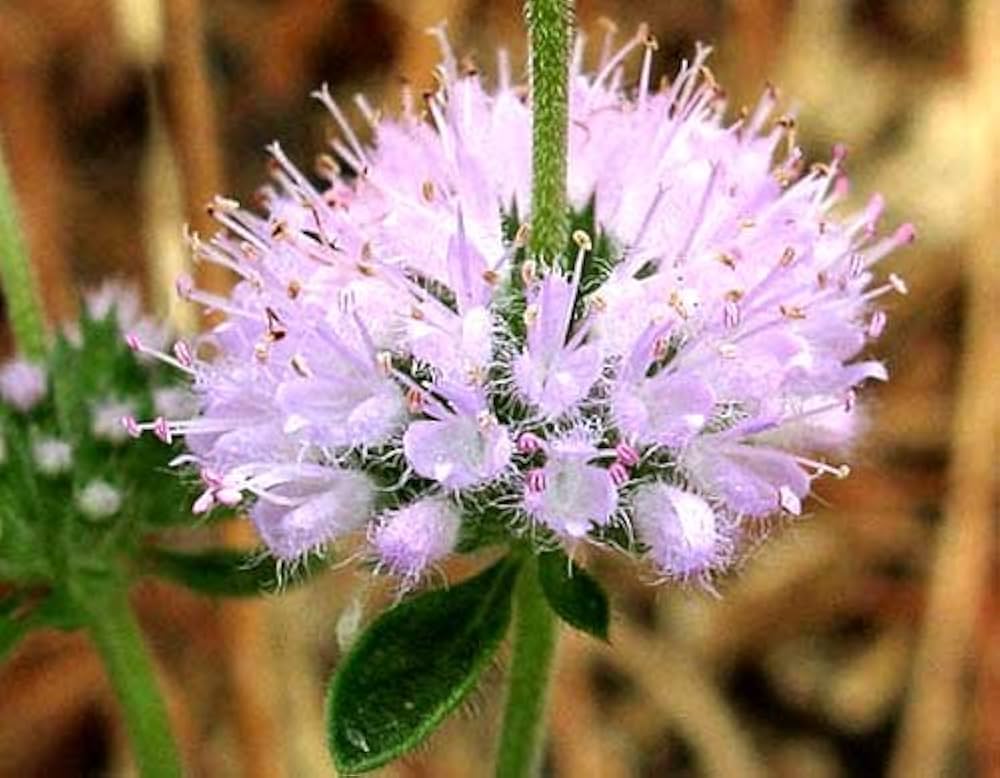 Pulegium Plant Seeds