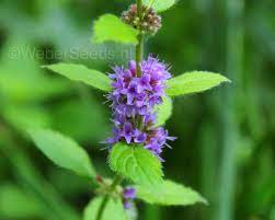 Pulegium Plant Seeds