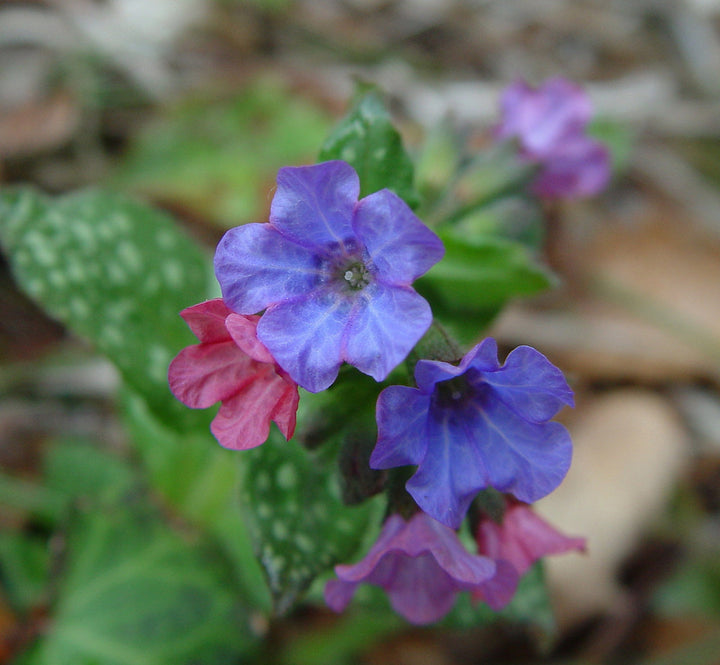 Heirloom Non-GMO Pulmonaria Flower Seeds – Shade-Loving Blooms for Garden Planting