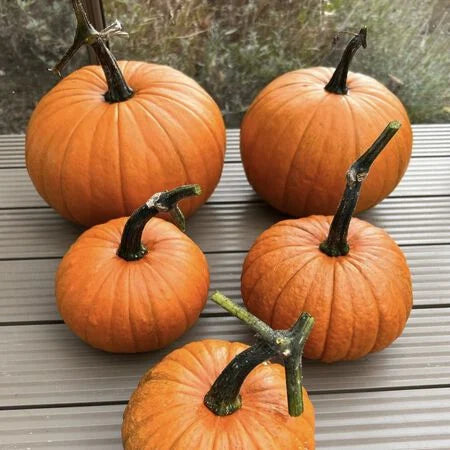 Pumpkin Almond Baby Bear F1 Seeds for Planting