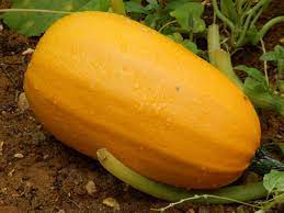 Pumpkin Almond Spaghetti Seeds for Planting